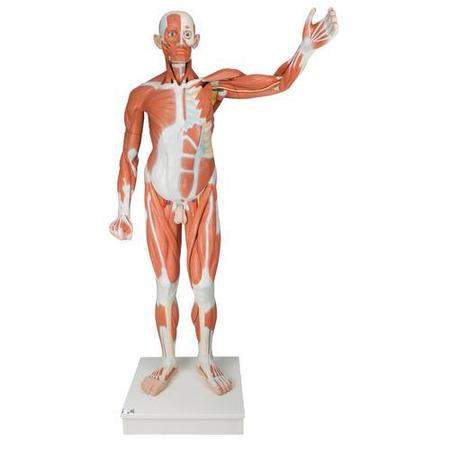 3B SCIENTIFIC Life size Male Muscular Figure, 37-part - w/ 3B Smart Anatomy 1001235